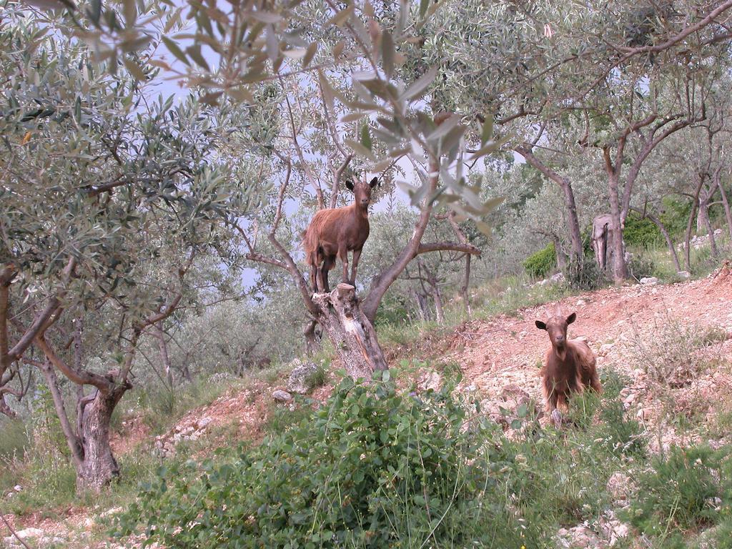 Agriturismo Istrice Innamorato Campello sul Clitunno Luaran gambar