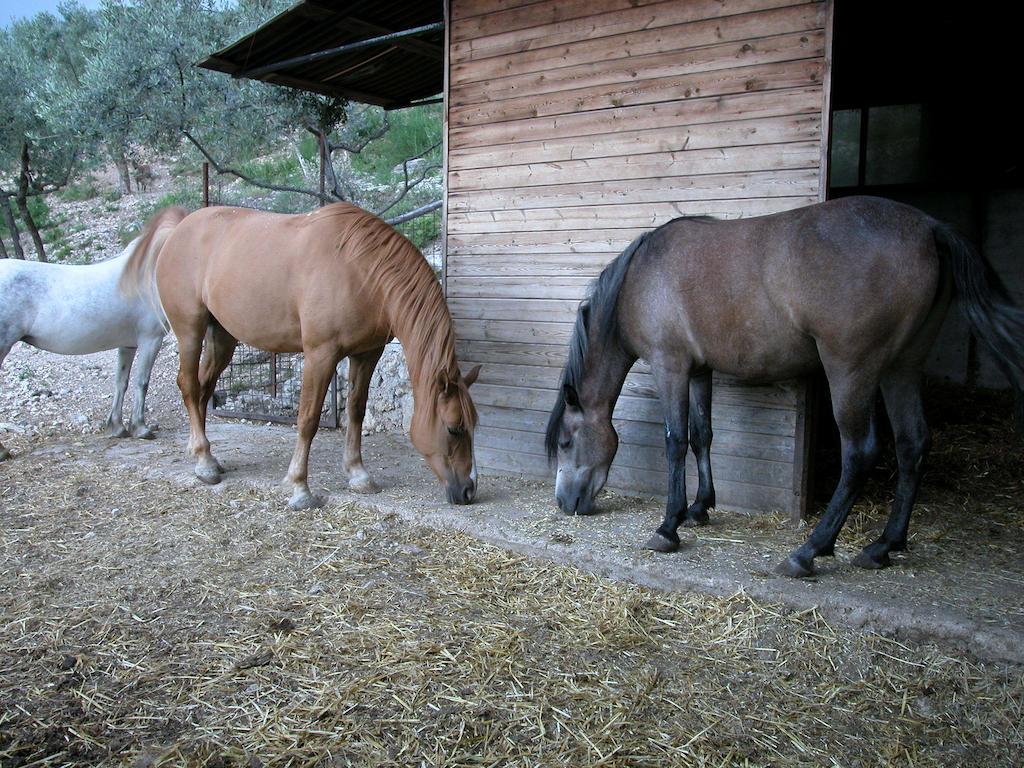 Agriturismo Istrice Innamorato Campello sul Clitunno Luaran gambar